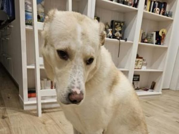 Brick möchte beschäftigt werden