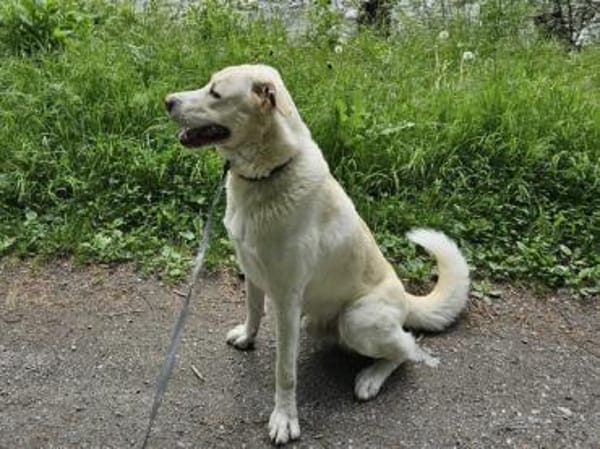 Brick möchte beschäftigt werden