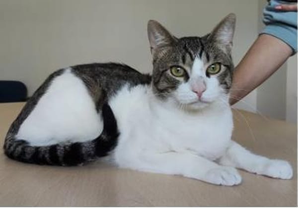 Raúl - zutraulicher, lieber Kater