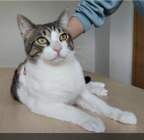 Raúl - zutraulicher, lieber Kater