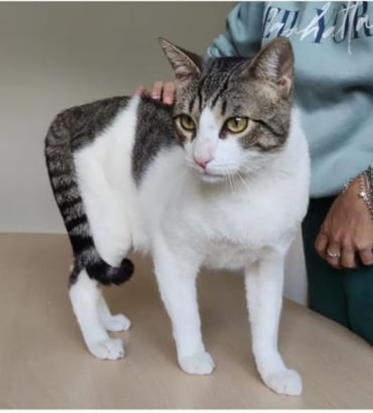 Raúl - zutraulicher, lieber Kater