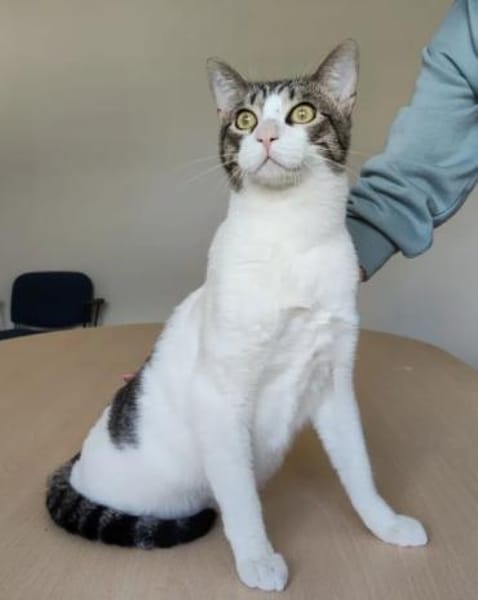 Raúl - zutraulicher, lieber Kater