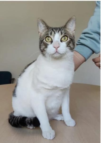 Raúl - zutraulicher, lieber Kater