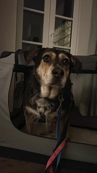 Unkomplizierter Buddy im Ruhrgebiet!