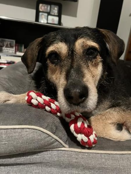 Unkomplizierter Buddy im Ruhrgebiet!