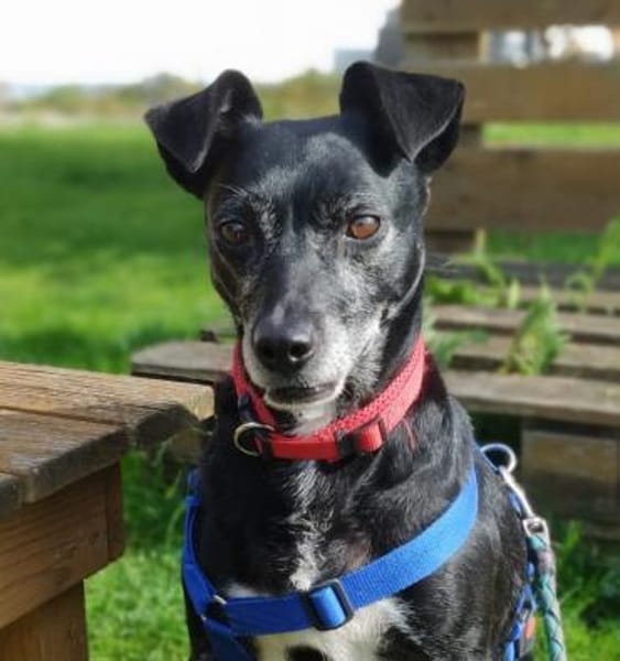 Bella8 sucht ein Zuhause