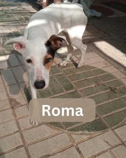 ROMA, w., kastr., Mischling, ca. 45 cm