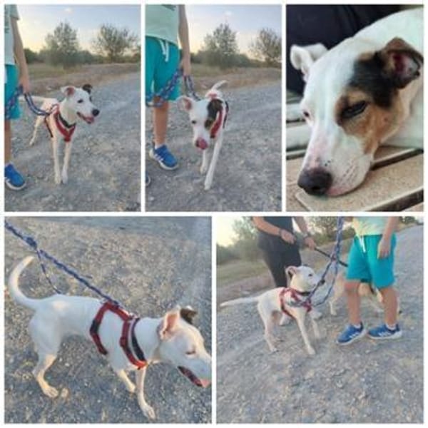 ROMA, w., kastr., Mischling, ca. 45 cm