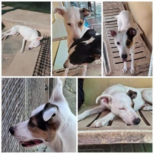 ROMA, w., kastr., Mischling, ca. 45 cm