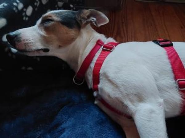 ROMA, w., kastr., Mischling, ca. 45 cm