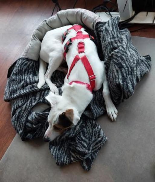 ROMA, w., kastr., Mischling, ca. 45 cm