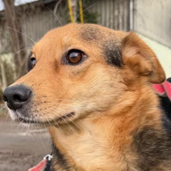 BENJI möchte gesehen werden