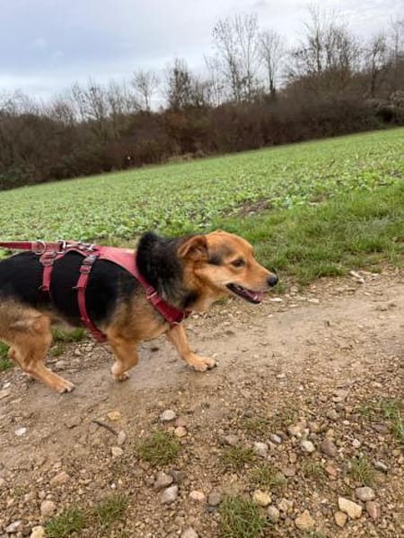 BENJI möchte gesehen werden