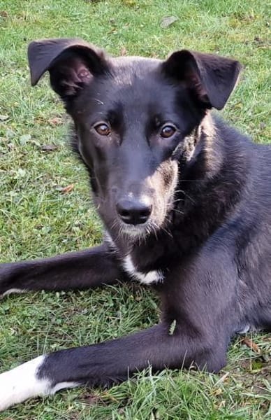 Junge Elly sucht eine Familie!