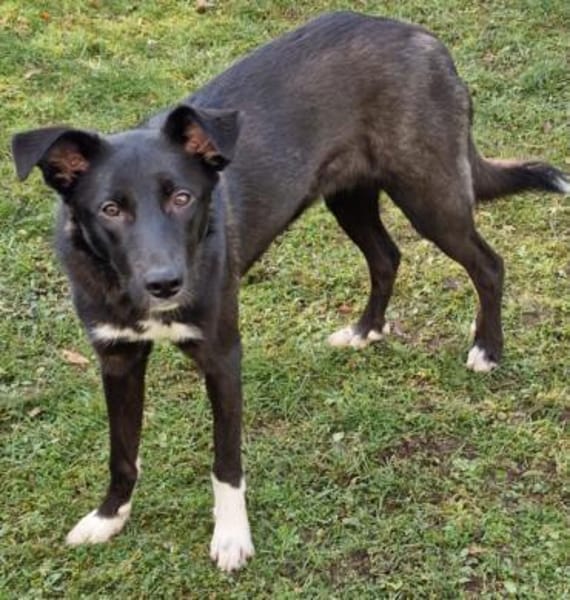 Junge Elly sucht eine Familie!