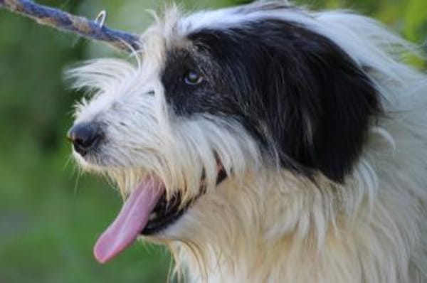 Muri - hübscher Wuschelrüde