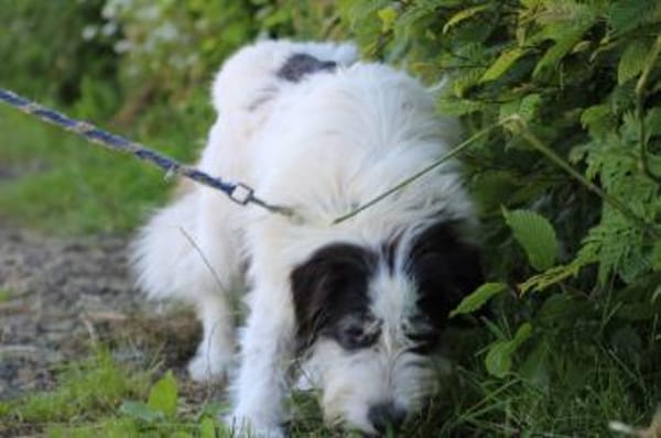 Muri - hübscher Wuschelrüde