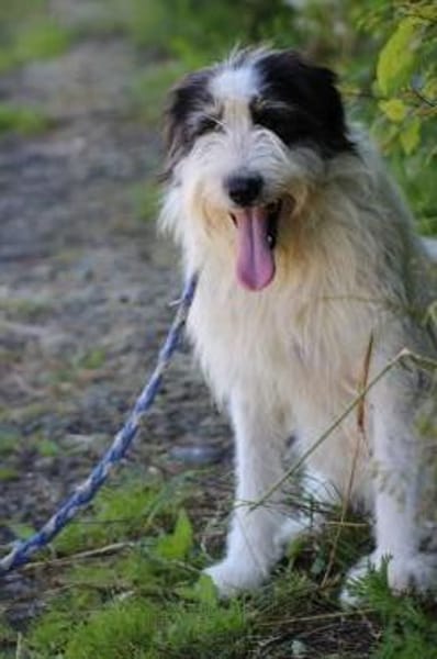 Muri - hübscher Wuschelrüde