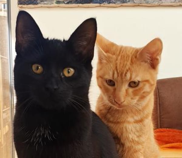 Unsere Schmusekater Nero und Orange