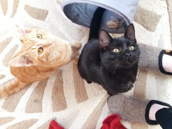 Unsere Schmusekater Nero und Orange