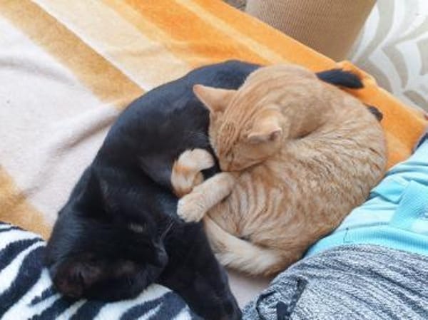 Unsere Schmusekater Nero und Orange