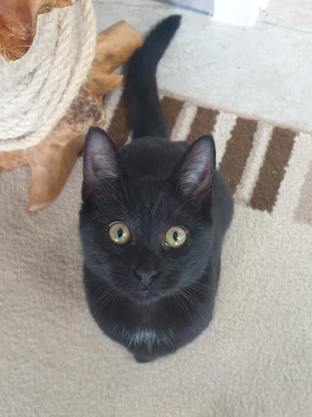 Unsere Schmusekater Nero und Orange