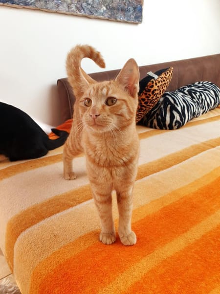 Unsere Schmusekater Nero und Orange