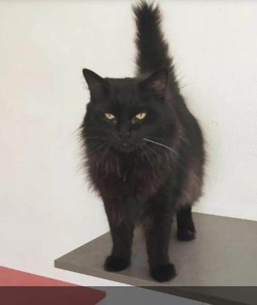 Cain- bildschöner, verschmuster Kater