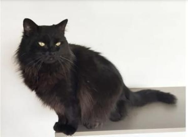 Cain- bildschöner, verschmuster Kater