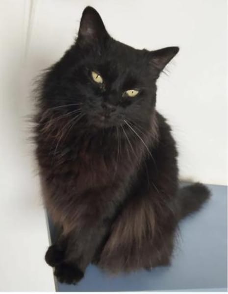 Cain- bildschöner, verschmuster Kater