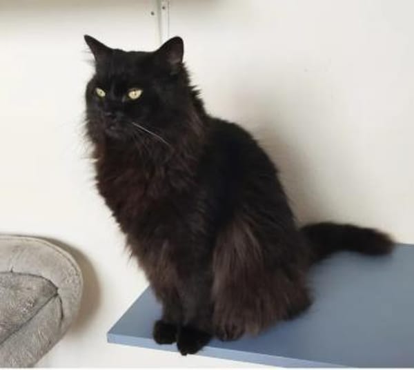 Cain- bildschöner, verschmuster Kater