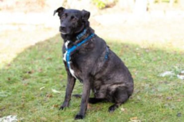 ONYX - menschenbezogen&verschmust