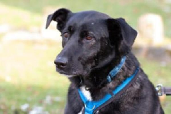 ONYX - menschenbezogen&verschmust