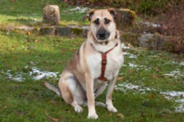 TOPAZ - ruhig&ausgeglichen