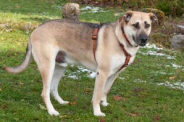 TOPAZ - ruhig&ausgeglichen