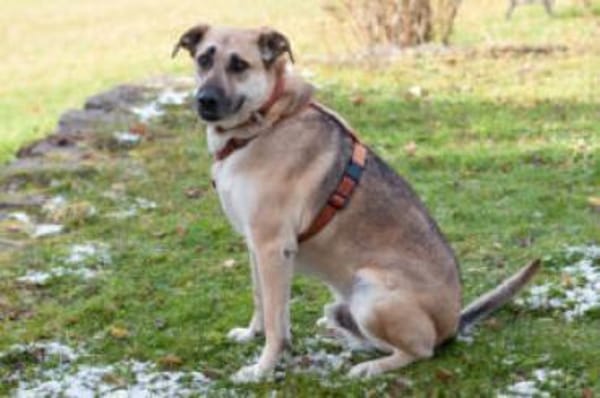 TOPAZ - ruhig&ausgeglichen