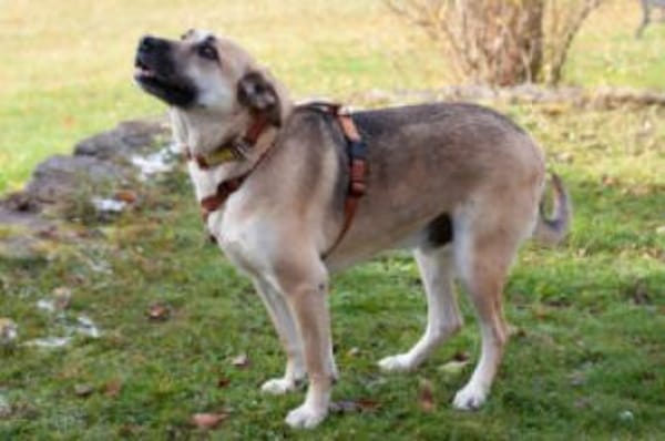 TOPAZ - ruhig&ausgeglichen