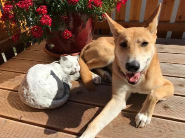 BETSY -sucht hundeerfahrene Menschen-