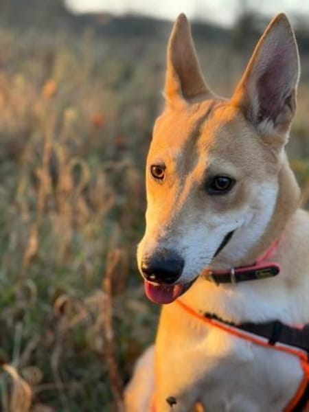 BETSY -sucht hundeerfahrene Menschen-