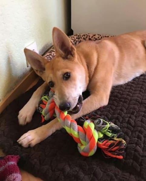 BETSY -sucht hundeerfahrene Menschen-