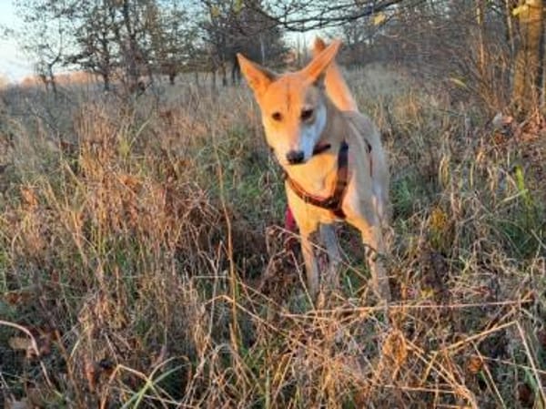 BETSY -sucht hundeerfahrene Menschen-