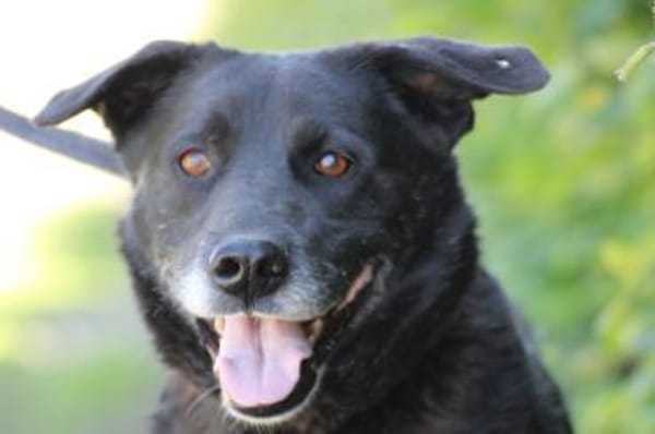 Shamejo - liebenswert u. angenehm