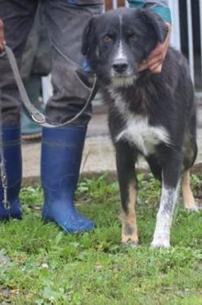 Glihali - zutraulich u. sehr lieb