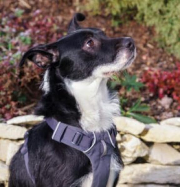 RÜBE - charmanter Lausbub