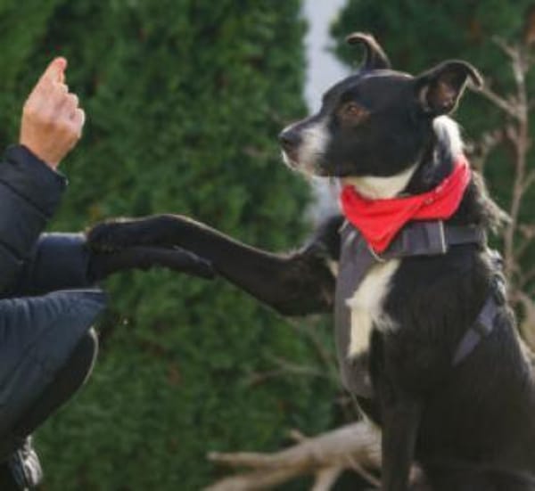 RÜBE - charmanter Lausbub