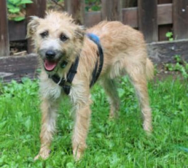 BARA - schüchternes&süßes Hundemädchen