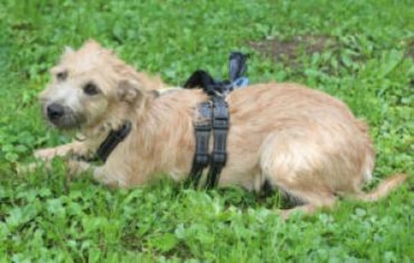 BARA - schüchternes&süßes Hundemädchen