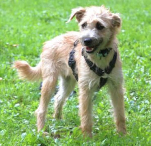 BARA - schüchternes&süßes Hundemädchen