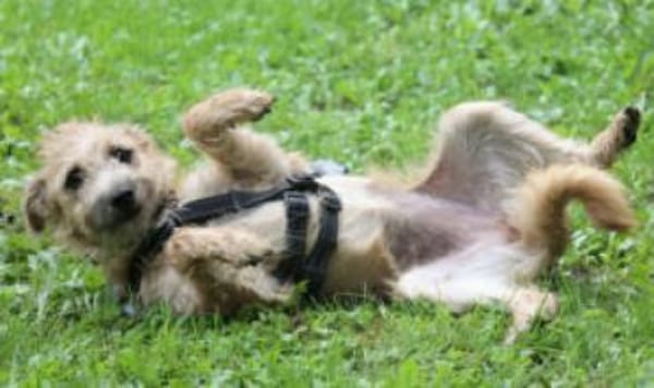 BARA - schüchternes&süßes Hundemädchen