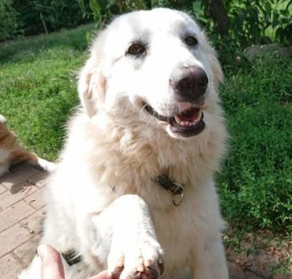 Silvia, Pflegestelle in Bayern